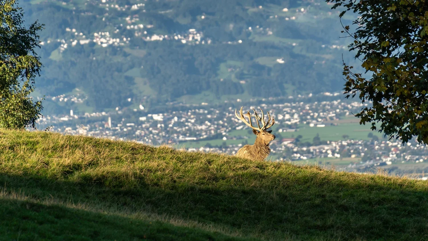 Hirsch im Alpenwildpark der Pfänderbahn