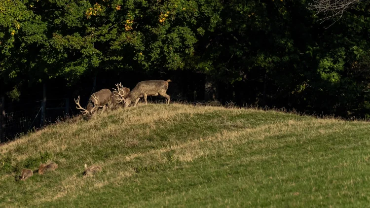 Hirsche im Alpenwildpark der Pfänderbahn