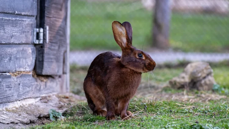 Kaninchen im Alpenwildpark der Pfänderbahn