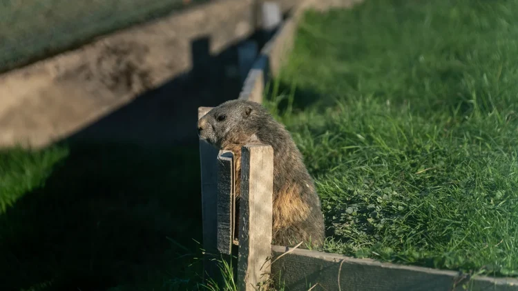 Murmeltier im Alpenwildpark der Pfänderbahn