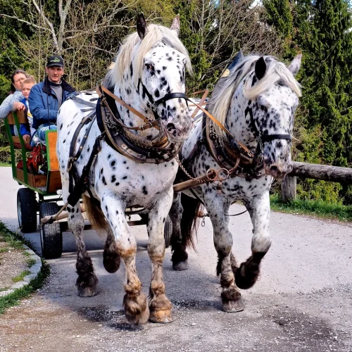 Zwei gescheckte Pferde ziehen eine Kutsche im Wald.