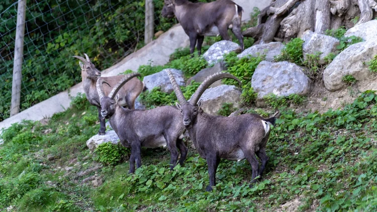 Steinböcke im Alpenwildpark der Pfänderbahn
