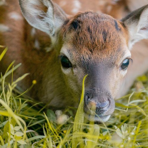 Junges Reh im Gras liegend