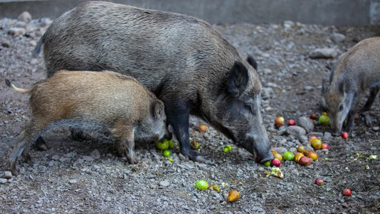 Wildschweine im Alpenwildpark der Pfänderbahn